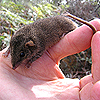 nookiepowered: (z - antechinus - hand)