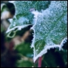 jesse_the_k: two holly leaves edged in ice (frosty spiky leaf)
