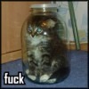 kittensparadise: kitten in a jar with the caption "fuck" (stupid)