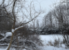 dianec42: (Snowy yard)