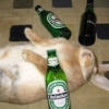 yeyala: (bunny bottoms up)
