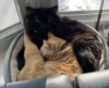 dianec42: (Sunbeam cats)