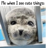 clairaudient: You cannot dodge the cuteness (Me when I see cute things)