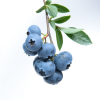 kat_lair: (GEN - blueberries)