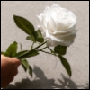 crazy_yet_fun: (flower)