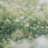 sagittaoftime: A blurry photo of white flowers in a grass frield. (psyche)