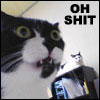 devil: (ohshit cat)