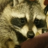 radiohabit: Photo of a raccoon in warm lighting looking into the camera. (animal, cute, junk, raccoon)