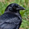 scatteredshells: A photo of an American Crow head & shoulders (crow)