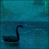 smokingboot: (black swan)