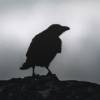 theravenousprince: Silhouette of a raven in front of a cloudy sky (raven, regular)