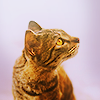 magicrubbish: Stock icon - Cat (Stock - Cat)