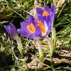 dianec42: (Crocuses)