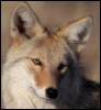 lightning_beast: A photograph of a coyote. (Goldenrod)