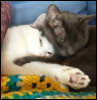 varve: A grey cat and a white cat lying together on a couch, using each other's head as a pillow, with their front legs crossed over each other's. (cats)