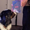 esuds: DVD of the movie bound being held in front of a dog who is sniffing it with curiosity. (Default)