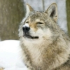 oegyeinjae: an image of a wolf looking happy in the snow (wolf icon)