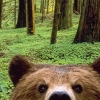 chromatic_crow: a brown bear in a forest, the bottom of its face is cut off like it's peeking at the camera (nosy)