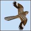 pauraque: patterned brown and white bird flying on a pale blue background (Default)