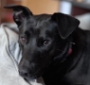 jesse_the_k: silky black dog head rests in bed (shadow ponders)