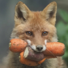 naturallie: a fox holds roots vegetables in its mouth in a forest. (fox, nature, wildlife)