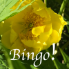 purplecat: A yellow flower and the word Bingo! (genprompt_bingo)