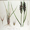 calamagrostis: (pic#18418857)