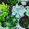 unsungheroes: image of succulent plants (succulent)