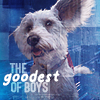 philstar22: (Superman: Krypto Good Boy)