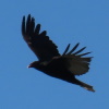 yourlibrarian: Vulture in flight (NAT-Oregon Vulture Icon - yourlibrarian)