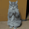 ssjumi: (pleading kitty)