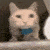 catz_404: a gif of a cat edited to appear as if it is looking side-to-side (Default)