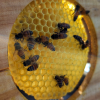 caprices: my bees (bees, circle, honeycomb)