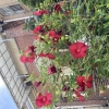 mage_pie: photo of dark pink flowers (Default)