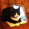 leesa_perrie: a cat sitting on a laptop (Cat Laptop)