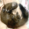 furrtive: (Mink sleep)
