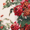 chambery: (flora)