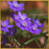 alchemicink: Purple flowers (Purple flowers)