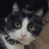 meganehaven: (dashuri stare w ghost collar)