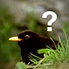prixmium: slightly low rest picture of a bird withe a white question mark to the top right (what are birds?)