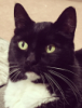 clem_fandango: Joplin (cat, Joplin)