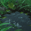 pondwater: (Default)