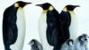 dswdiane: (Penguins in Snowstorm)