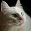 themogget: (084)
