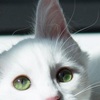 themogget: (086)