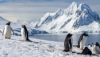 dswdiane: (More penguins)