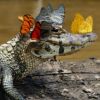 blackcatofmisery: "Butterflies and caiman" by Mark Cowan (Snoopy heart)