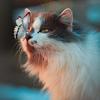 voissy: a cat with a butterfly posed on its nose (Default)