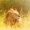 your_favourites: 236 - Animal (Default)