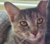 beanside: (Lizzy's face)
